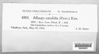 Albugo candida image